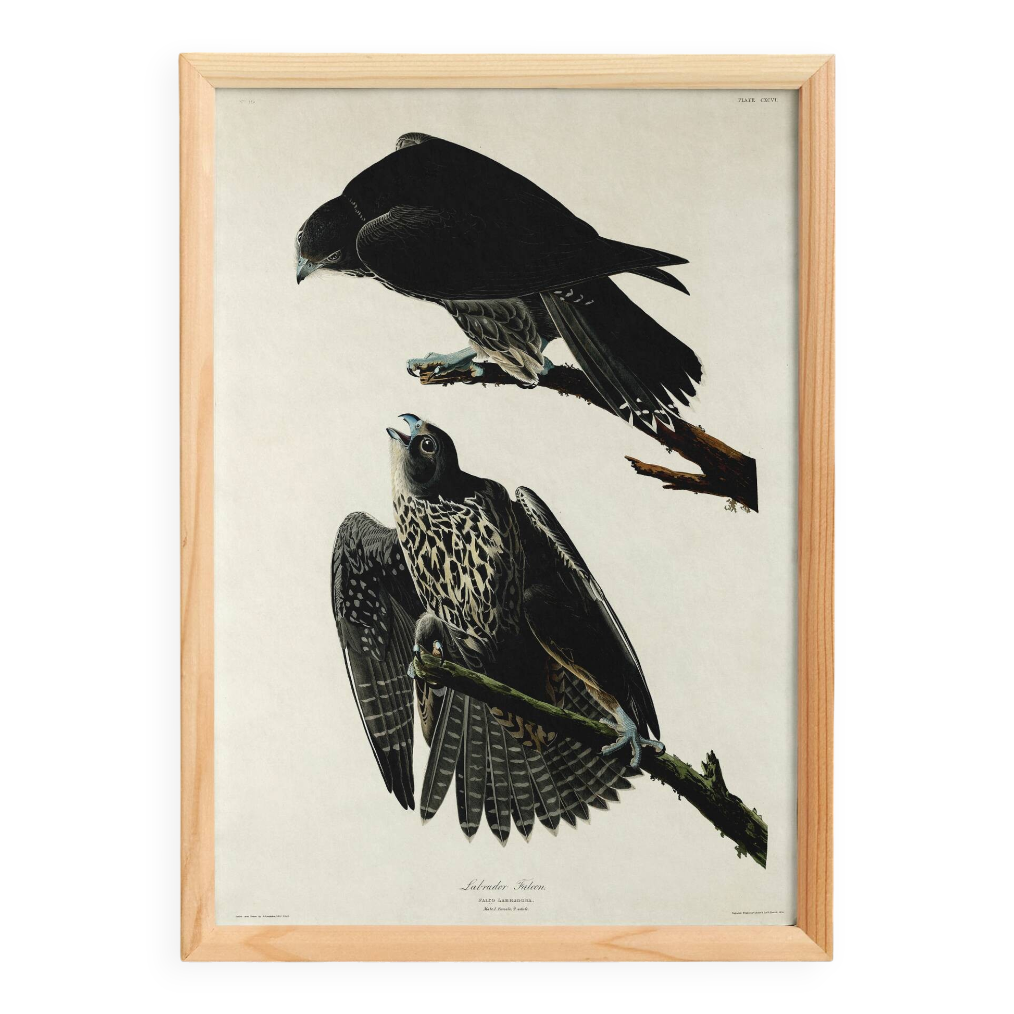 Poster about the Peregrine Falcon, based on an old engraving from 1827.