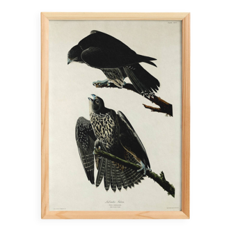 Poster about the Peregrine Falcon, based on an old engraving from 1827.
