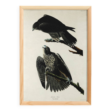 Affiche sur le Faucon pèlerin, d’après une gravure ancienne de 1827.