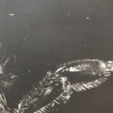 Photogramme original JM Baufle, entomologie, circa 1940