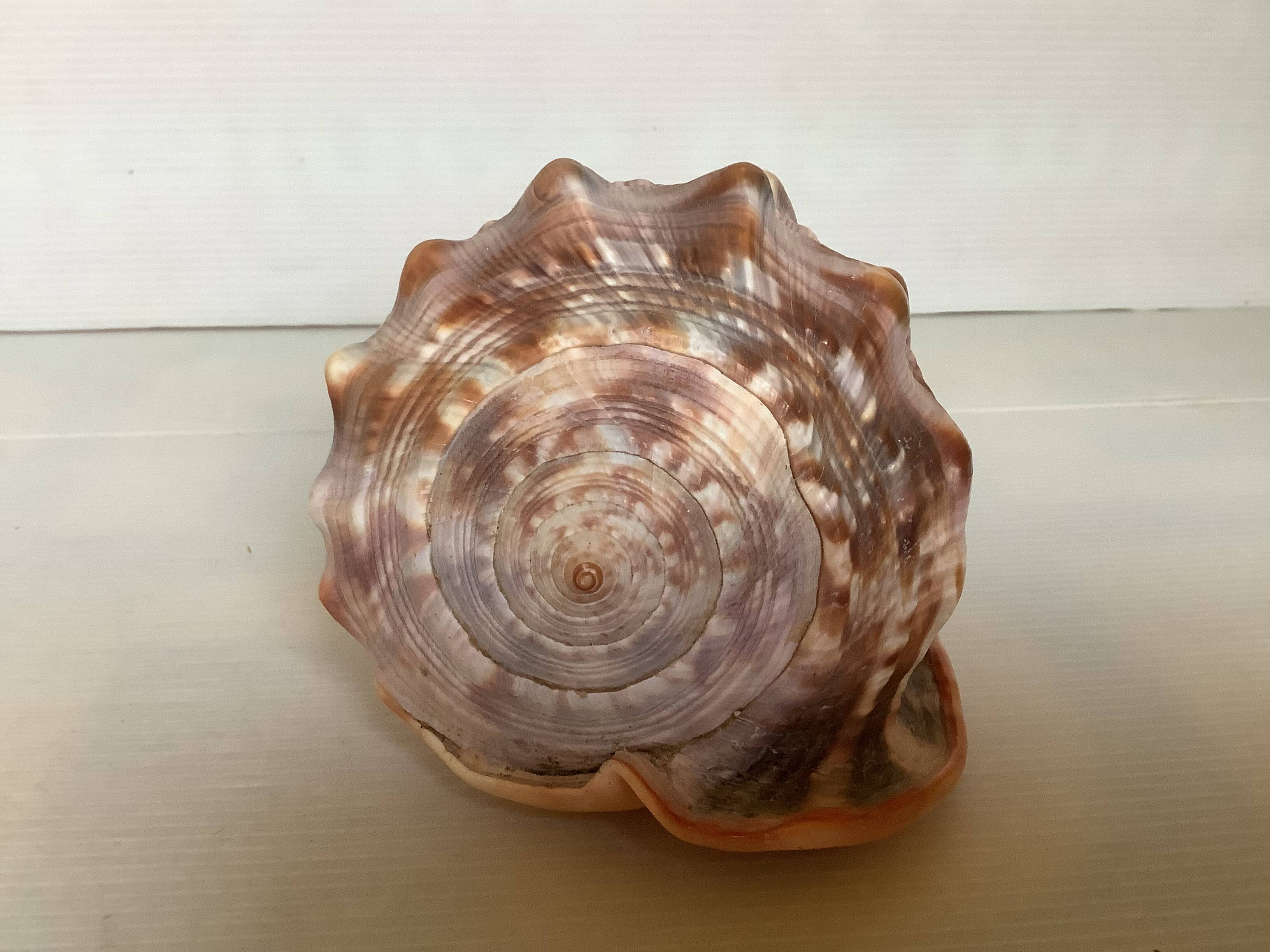 Large shell cypraea cassis rufa red helmet