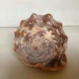 Large shell cypraea cassis rufa red helmet
