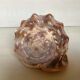 Large shell cypraea cassis rufa red helmet