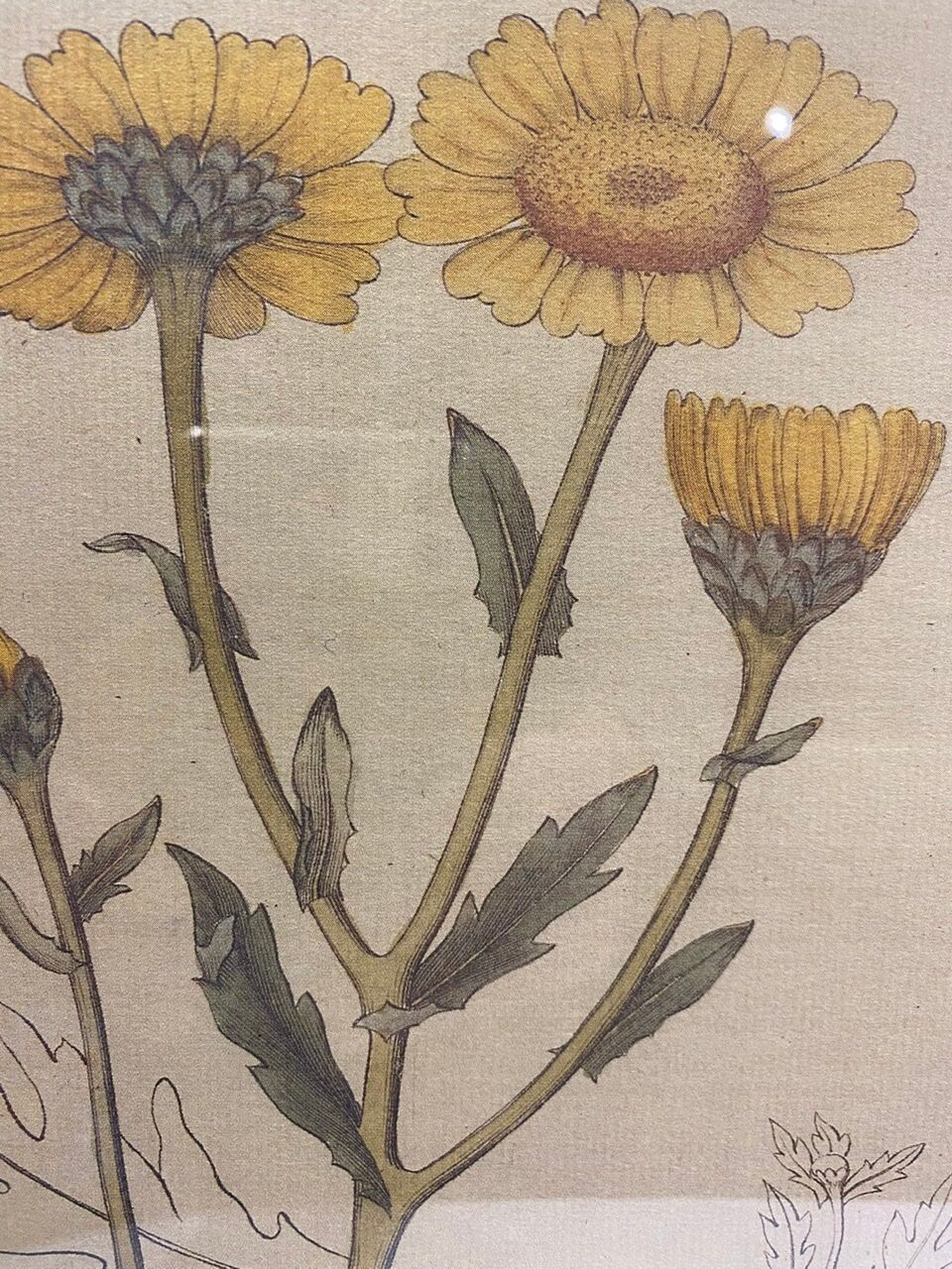 Two framed botanical boards, violets and chrysanthemums