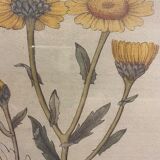 Two framed botanical boards, violets and chrysanthemums