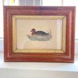 Bird lithographs