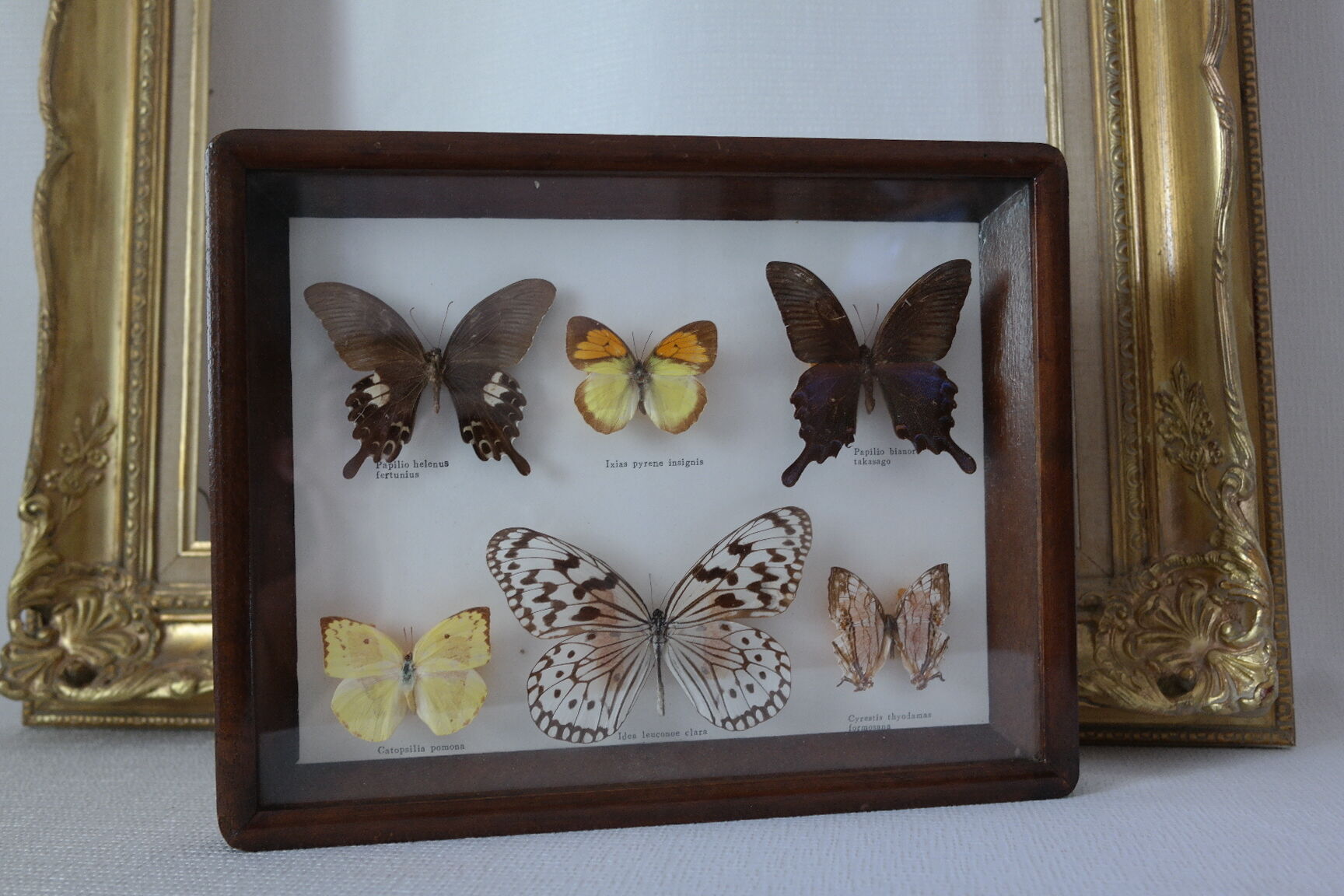 Papillons naturalisés sous cadre bois et verre vintage