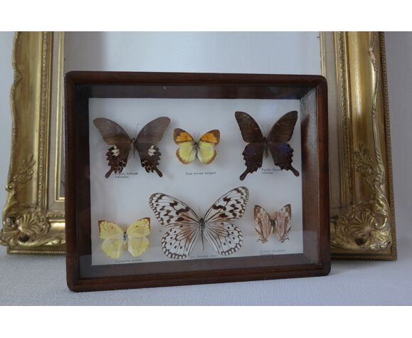 Papillons naturalisés sous cadre bois et verre vintage