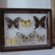 Papillons naturalisés sous cadre bois et verre vintage