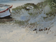 Seascape boats dunes of Sauveterre, Vendée , signed H Gailey