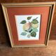 Old botanical lithograph patricia kounakowitch