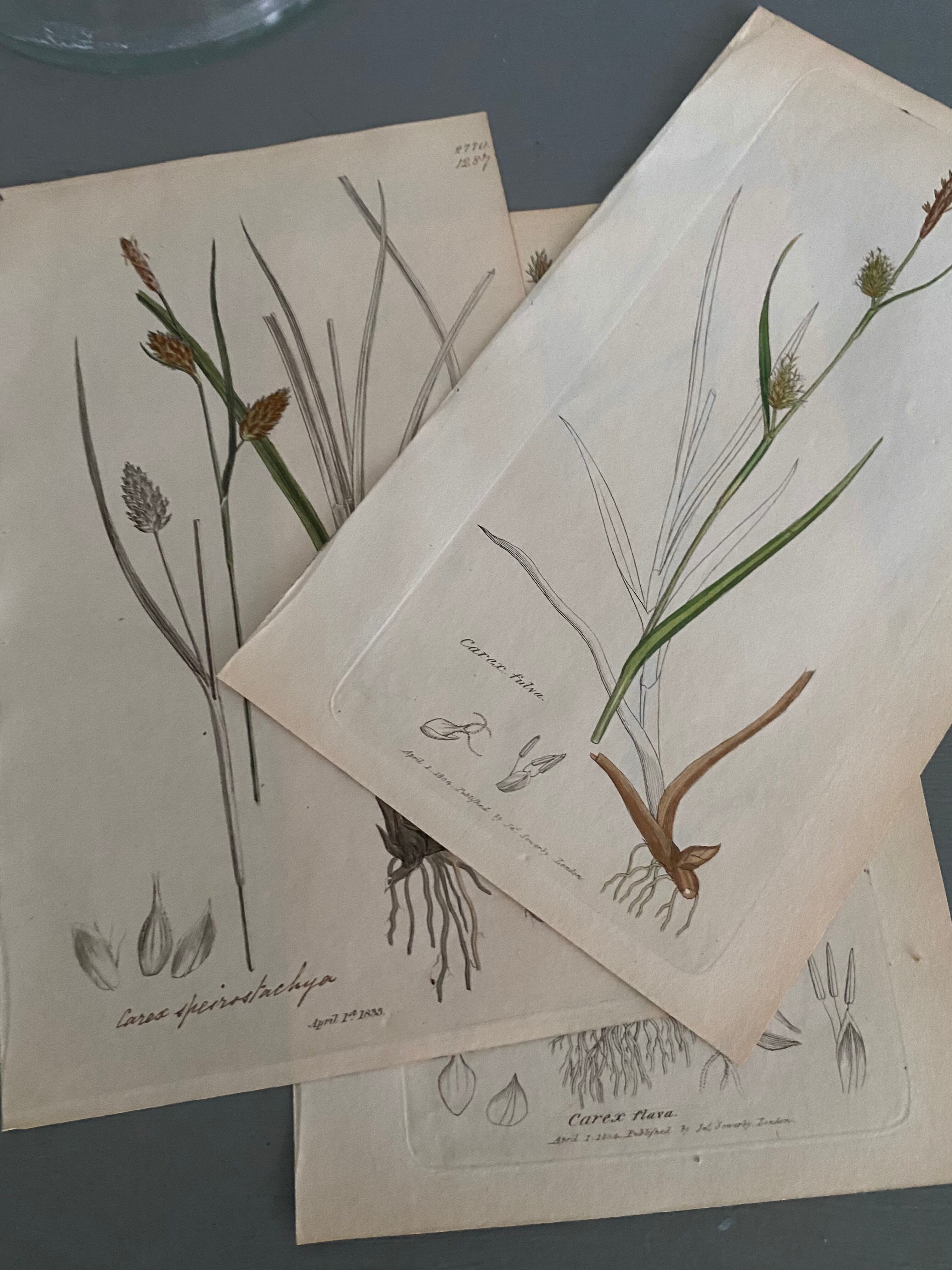 Trio of English Botanical Posters, 1809
