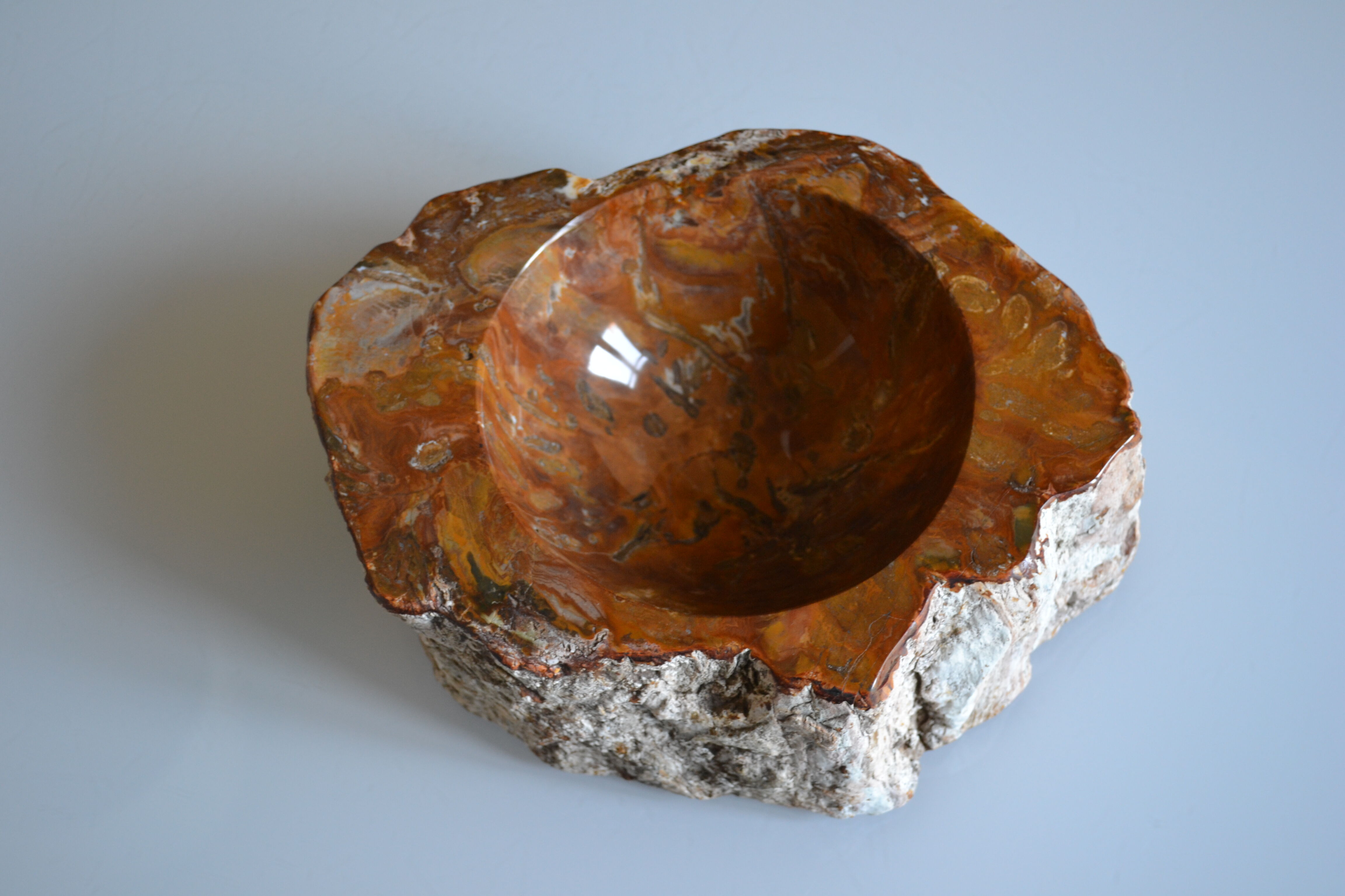 Empty pocket or ashtray in fossilized wood