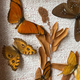 Butterfly frame