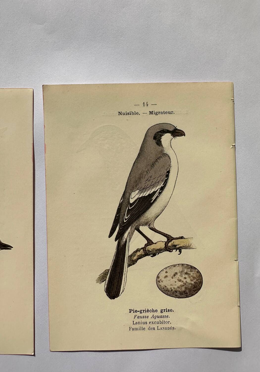 Lot 3 Botanical engravings birds double-sided naturalist board Etching