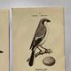 Lot 3 Botanical engravings birds double-sided naturalist board Etching