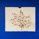 Vintage dried flower board