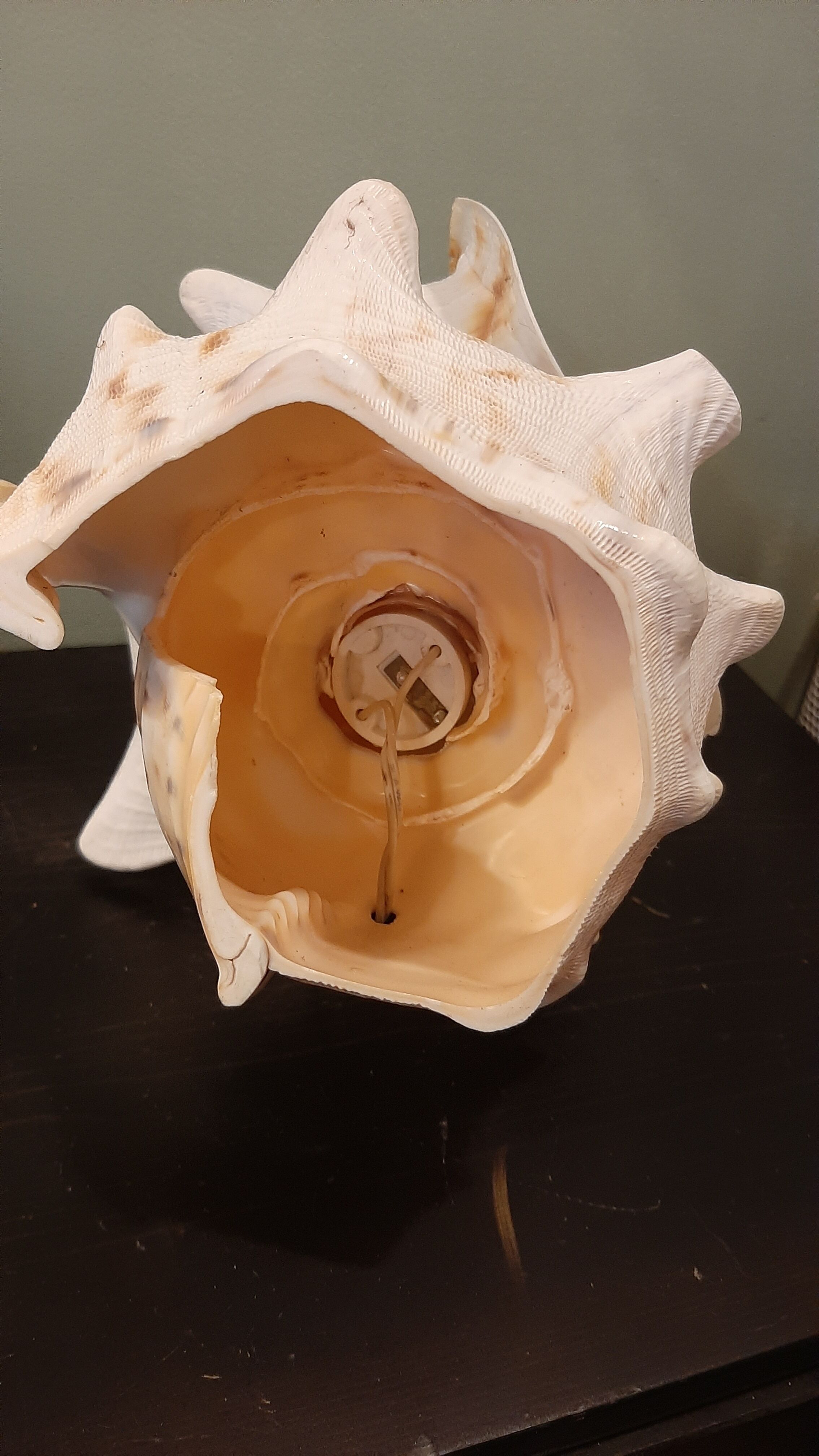 Lampe coquillage