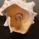 Lampe coquillage