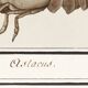 Small poster about lobster, after an old engraving from 1610.