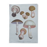 1970s Botanical Poster - Mushrooms 2