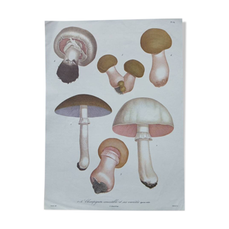 1970s Botanical Poster - Mushrooms 2