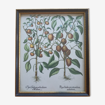 Framed botanical board