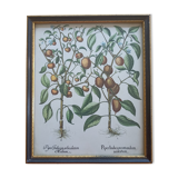 Framed botanical board
