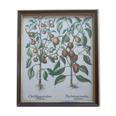 Framed botanical board