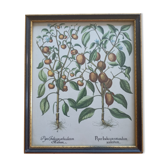 Framed botanical board