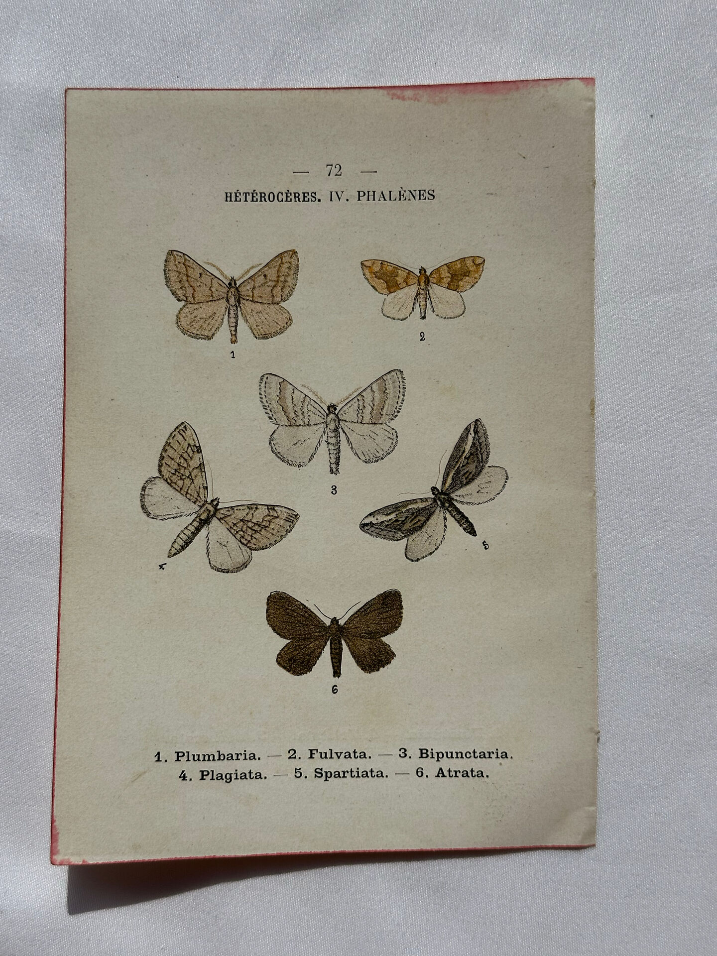 Botanical Plate 1800 Old Naturalist Engraving 19th Century Double-Sided