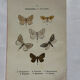 Botanical Plate 1800 Old Naturalist Engraving 19th Century Double-Sided