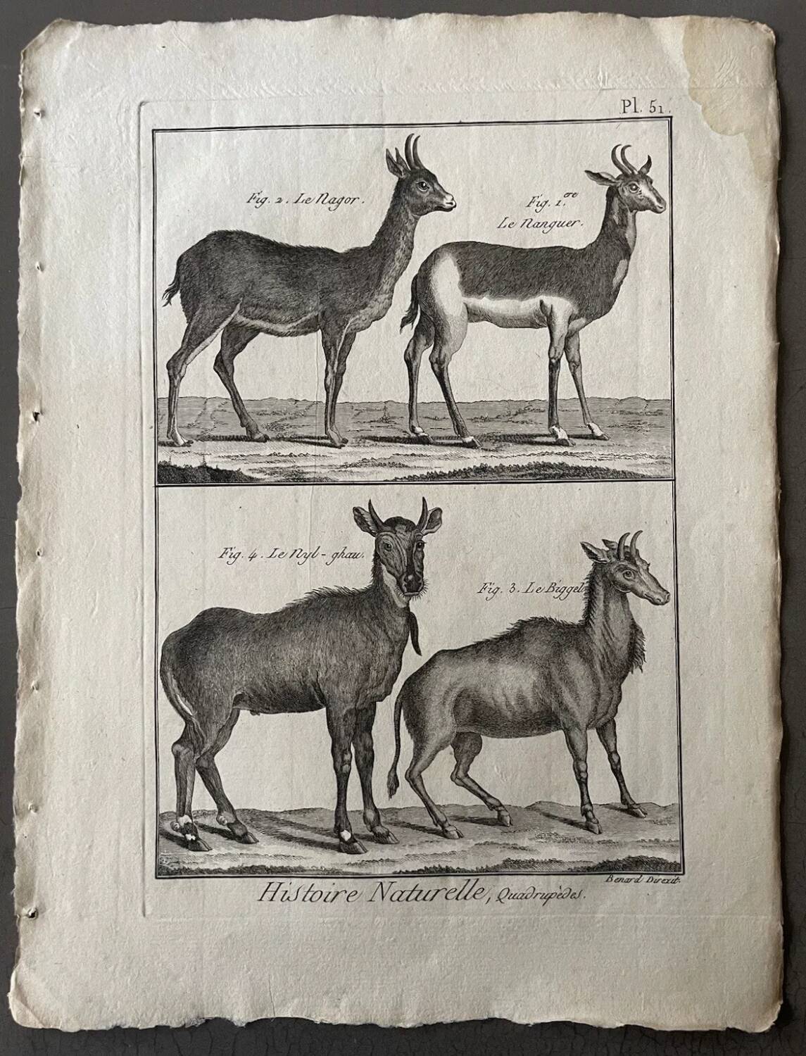 Engraving Old book 18th century Buffon, Bonnaterre, Natural history