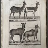 Engraving Old book 18th century Buffon, Bonnaterre, Natural history