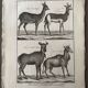 Engraving Old book 18th century Buffon, Bonnaterre, Natural history