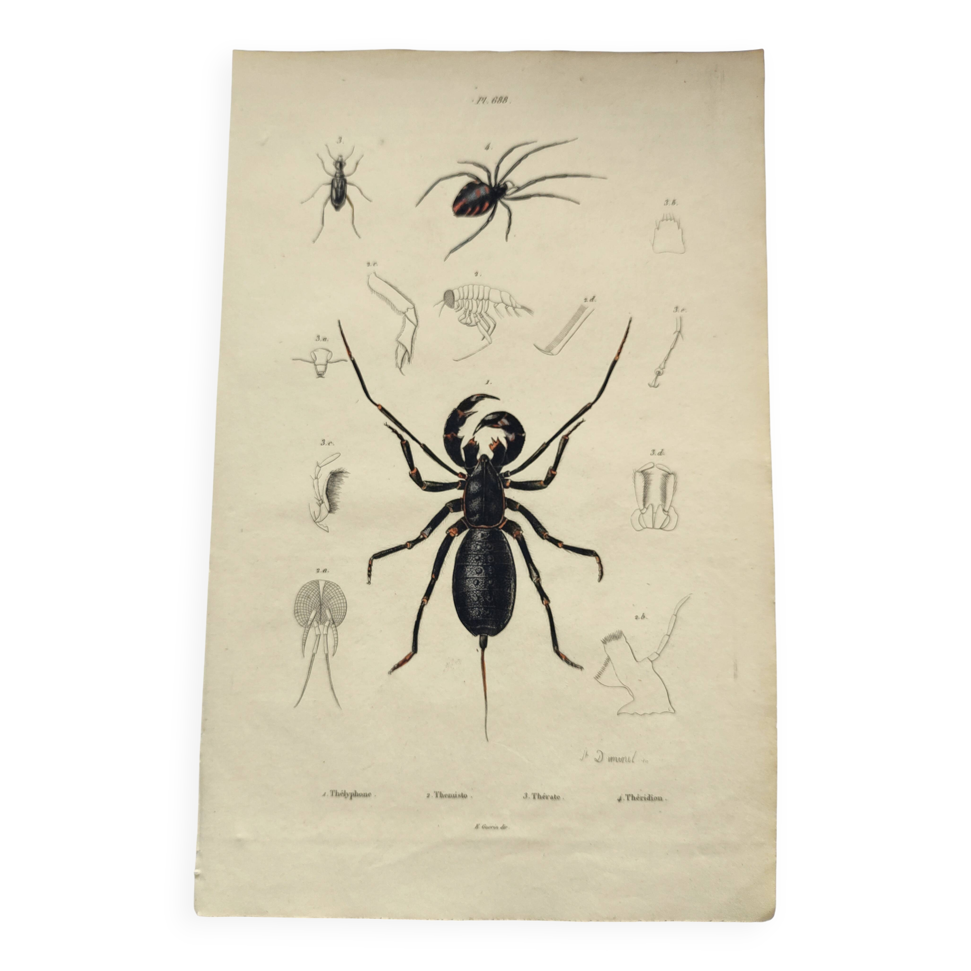 Zoological Plate - Scorpion and spider - Old engraving from 1839, hand-colored
