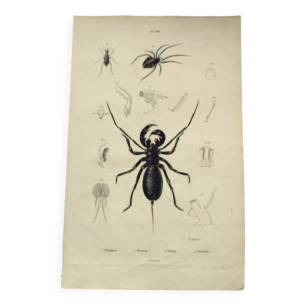 Planche Zoologique - Scorpion et araignée- Gravure ancienne de 1839 coloriée à la main