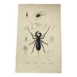 Zoological Plate - Scorpion and spider - Old engraving from 1839, hand-colored