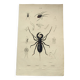 Zoological Plate - Scorpion and spider - Old engraving from 1839, hand-colored