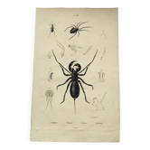 Zoological Plate - Scorpion and spider - Old engraving from 1839, hand-colored
