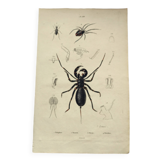 Zoological Plate - Scorpion and spider - Old engraving from 1839, hand-colored