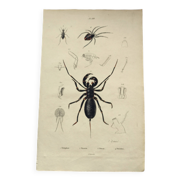 Zoological Plate - Scorpion and spider - Old engraving from 1839, hand-colored