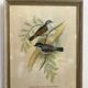 Framed botanical board birds 34X44