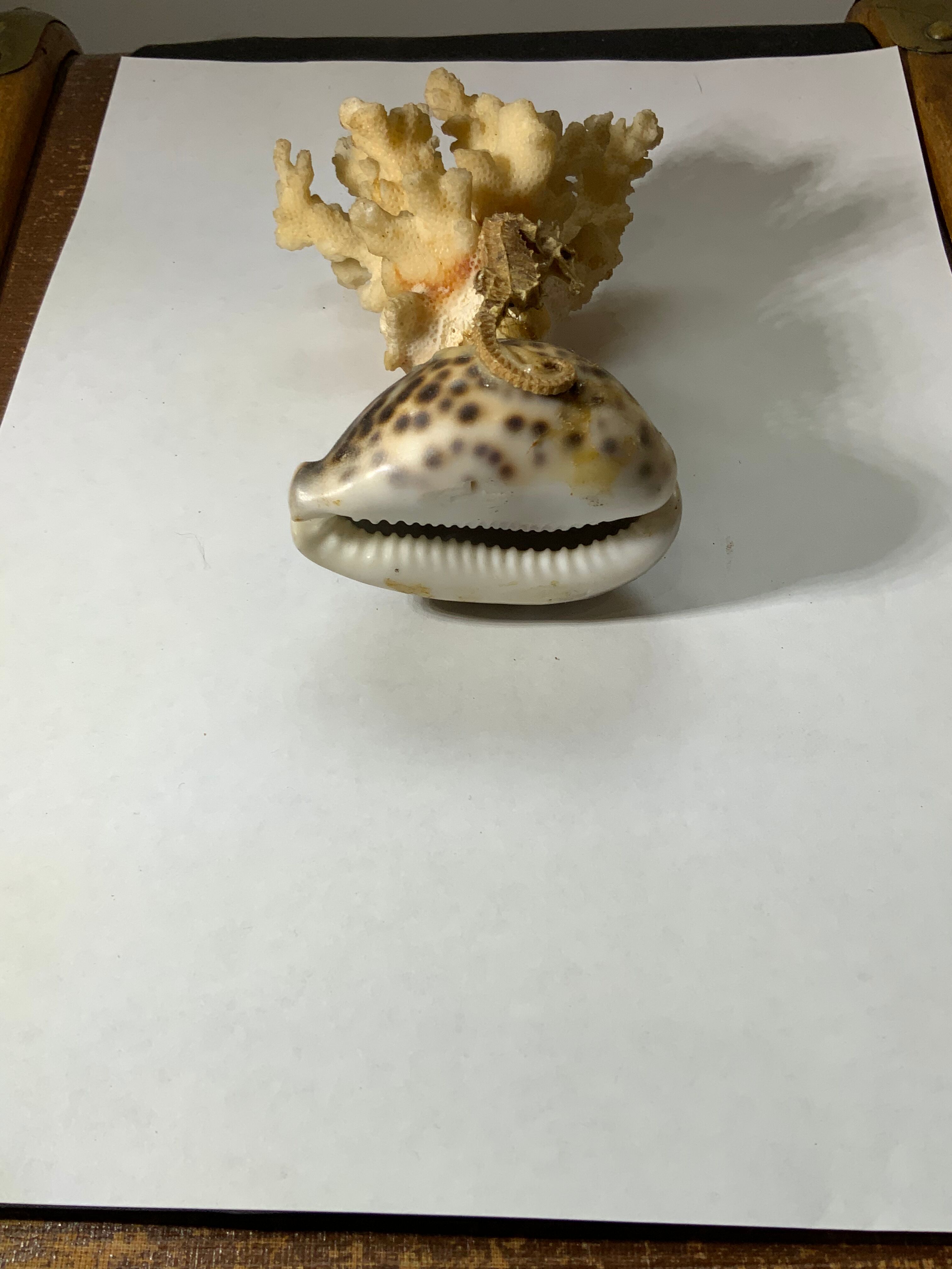 Ancient sculpture coral shell and hyppocampe souvenir vintage pacific