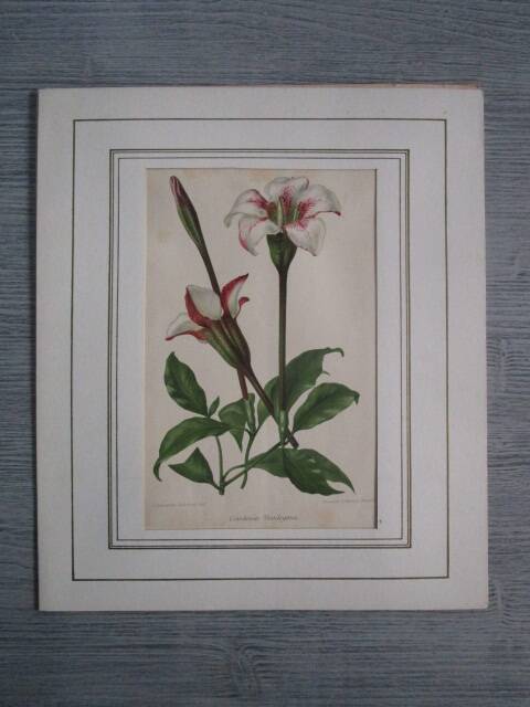 Old botanical engraving "gardenia"