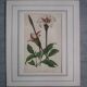 Old botanical engraving "gardenia"