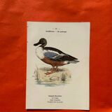 Botanical engraving birds double sided naturalist board