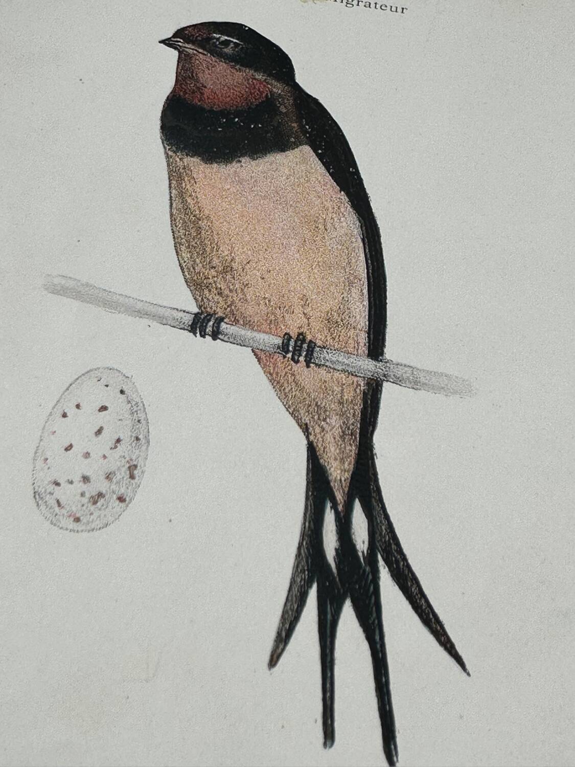 Naturalist engraving old botanical plate 1908 birds