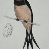 Naturalist engraving old botanical plate 1908 birds