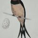 Naturalist engraving old botanical plate 1908 birds